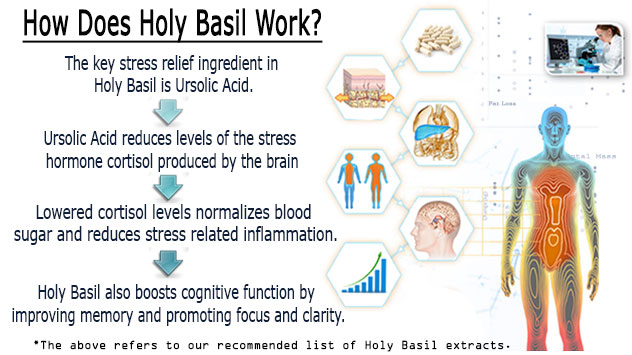 HowDoes_holy-basil-stress-relief_work